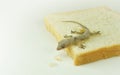 House lizard Gecko eating my bread