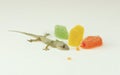 House lizard Gecko eating my Gummy candy Royalty Free Stock Photo