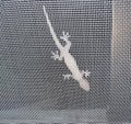 House Lizard On Mosquito Wire Screen