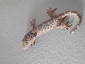 House lizard wild gecko climbing on house wall selective focus nightspot with flashlight