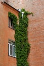 house is made of red brick and climbing plants on wall and tin downpipe. exterior design Royalty Free Stock Photo