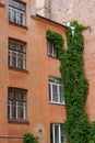 house is made of red brick and climbing plants on wall and tin downpipe. exterior design Royalty Free Stock Photo