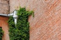 house is made of red brick and climbing plants on wall and tin downpipe. exterior design Royalty Free Stock Photo
