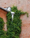 house is made of red brick and climbing plants on wall and tin downpipe. exterior design Royalty Free Stock Photo