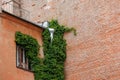 house is made of red brick and climbing plants on wall and tin downpipe. exterior design Royalty Free Stock Photo