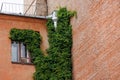 house is made of red brick and climbing plants on wall and tin downpipe. exterior design Royalty Free Stock Photo