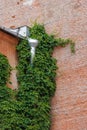 house is made of red brick and climbing plants on wall and tin downpipe. exterior design Royalty Free Stock Photo