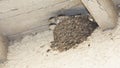 House Martin chicks Royalty Free Stock Photo