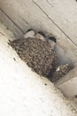 House Martin chicks Royalty Free Stock Photo