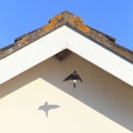 House martin Royalty Free Stock Photo