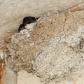 House Martin, Delichon urbica