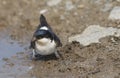 A House Martin Delichon urbica perched on the ground with a very muddy beak.