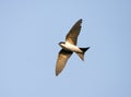 House Martin, Huiszwaluw, Delichon urbicum Royalty Free Stock Photo