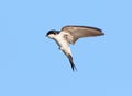 House Martin