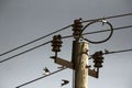 House Martins on wires