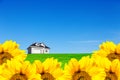 House in a meadow in a sunflower field. A perfect place to live. An amazing sky above the house