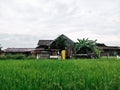the house is in the middle of green rice fields with cloudy weather Royalty Free Stock Photo