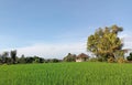 house in the middle of a rice field under a shady tree with a blue sky Royalty Free Stock Photo