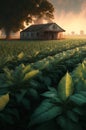A house in the middle of a tobacco field