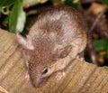 House mouse