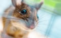 A House Mouse Close Up. Rodent and Pest Control Theme Royalty Free Stock Photo