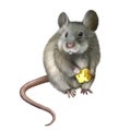 House mouse eating piece of cheese