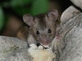 House mouse feeding on ornament in garden.