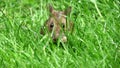 House mouse feeding on an urban lawn.