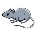 House mouse