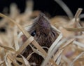 House mouse hides in wood wool Royalty Free Stock Photo