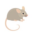 House Mouse Royalty Free Stock Photo