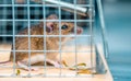 House Mouse Inside the Metal Made Cage Royalty Free Stock Photo