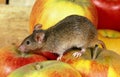 House Mouse, mus musculus, Adult standing on Apple Royalty Free Stock Photo