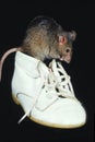 House Mouse, mus musculus, Adult standing in Baby Shoe Royalty Free Stock Photo