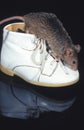 House Mouse, mus musculus, Adult standing in Baby Shoe Royalty Free Stock Photo