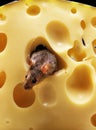 House Mouse, mus musculus, Adult standing inside Cheese Royalty Free Stock Photo
