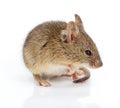 House mouse (Mus musculus) Royalty Free Stock Photo