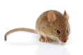 House mouse (Mus musculus) Royalty Free Stock Photo