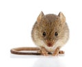 House mouse (Mus musculus) Royalty Free Stock Photo