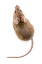 House mouse (Mus musculus) Royalty Free Stock Photo