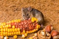 House mouse (Mus musculus) eating corn Royalty Free Stock Photo