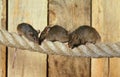 House Mouse, mus musculus, Group standing on Rope Royalty Free Stock Photo