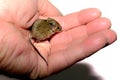 House mouse Mus musculus on white background