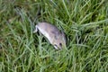 house mouse Mus musculus Hiding in grass from a cat in garden Royalty Free Stock Photo