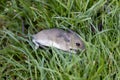 house mouse Mus musculus Hiding in grass from a cat in garden Royalty Free Stock Photo