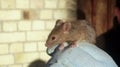 House mouse Mus musculus