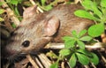 House mouse Mus musculus