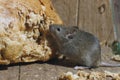 House mouse, Mus musculus,