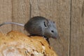 House mouse, Mus musculus,