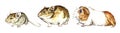 House mouse Mus musculus, Golden hamster Mesocricetus auratus, Guinea pig  Cavia porcellus side view collection, hand painte Royalty Free Stock Photo